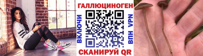 купить наркотики цена  Хабаровск  Псилоцибиновые грибы MAGIC MUSHROOMS 